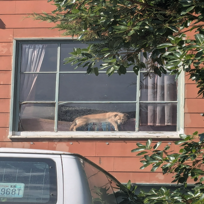 Dog-in-Window