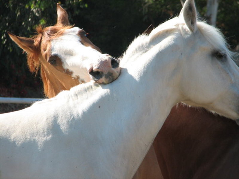 Vampire Pony