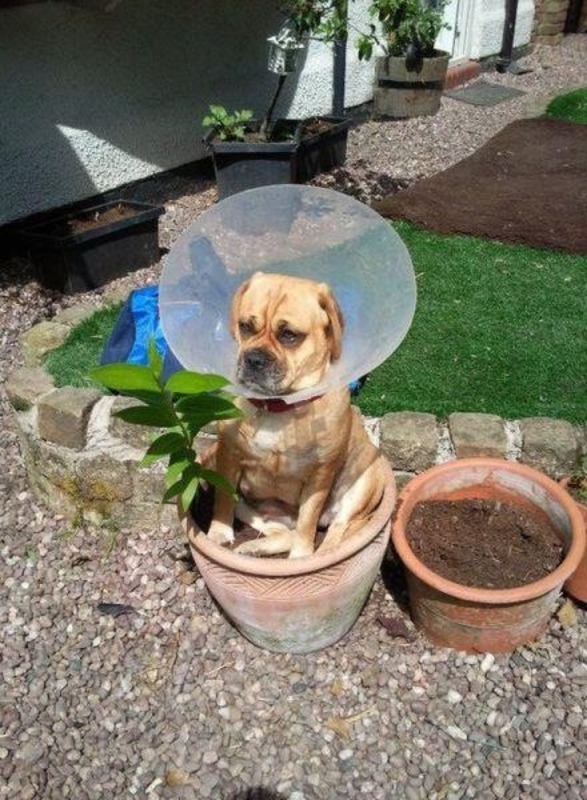 Flower Dog