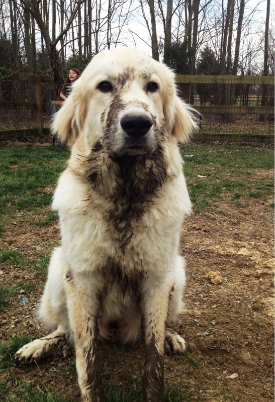 Muddy Carl