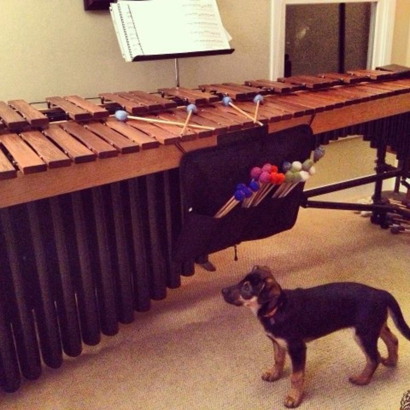 Marimba dog!