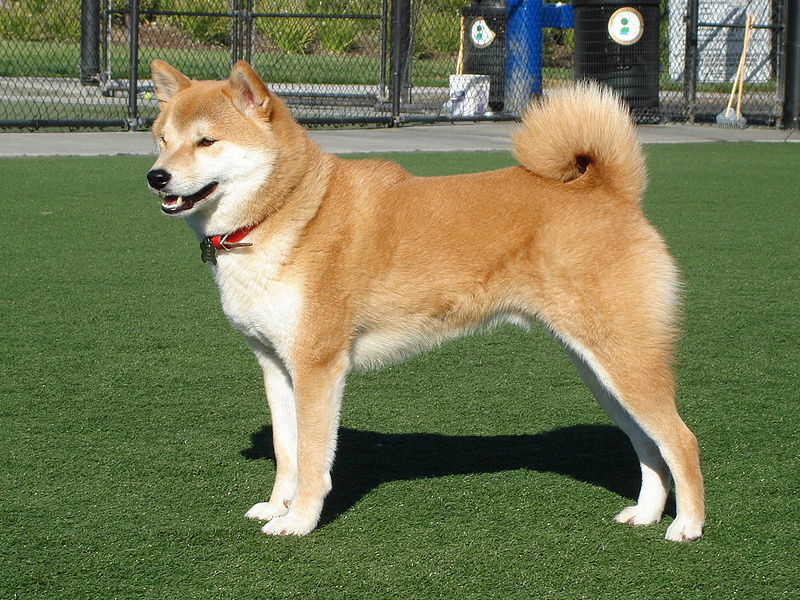 Shibe