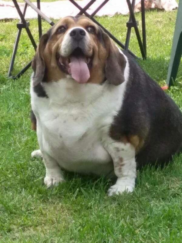 Fat Dog