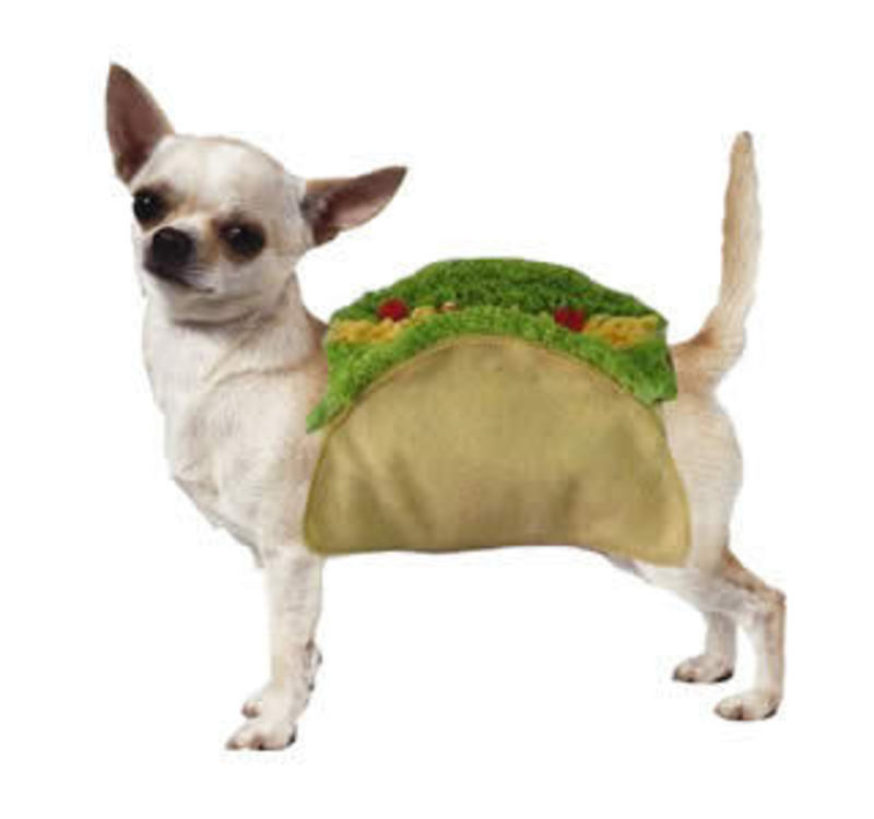 taco dog